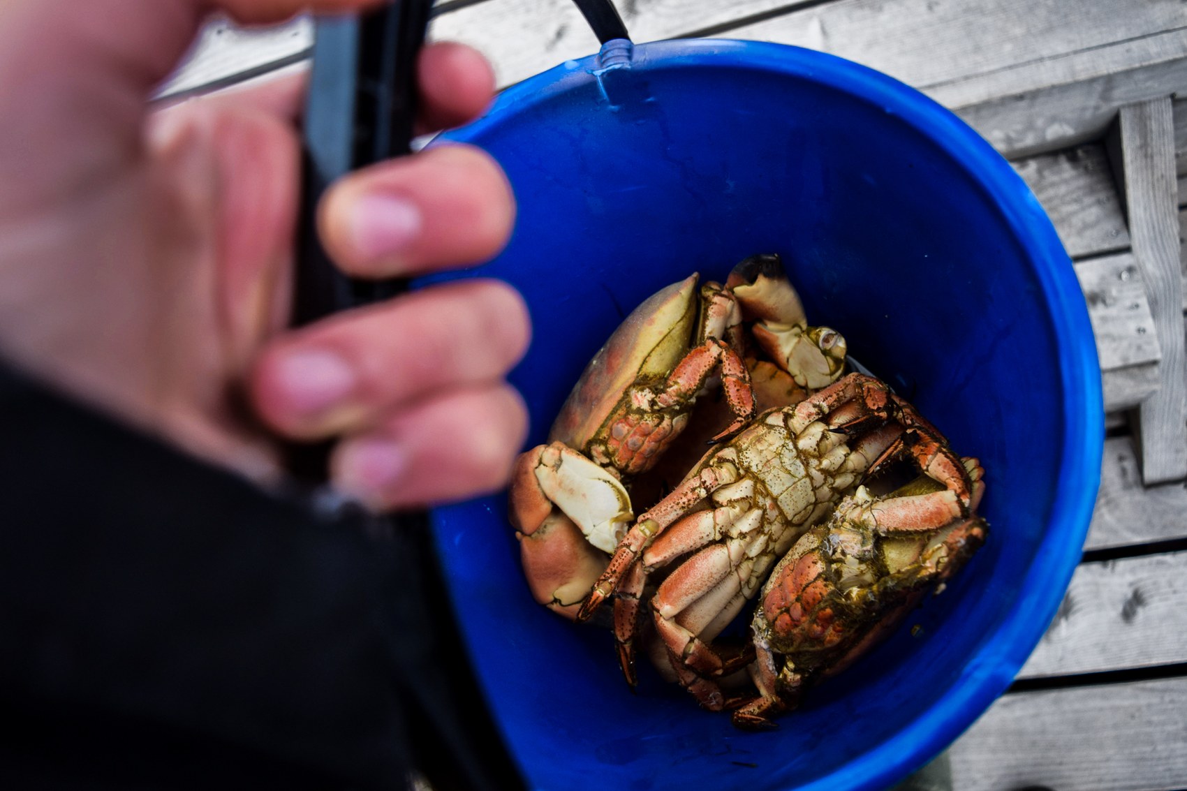 A hand holding two freshly caught crabs over a blue bucket.