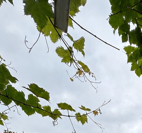 Grapevine leaves catching the light on the pergola.