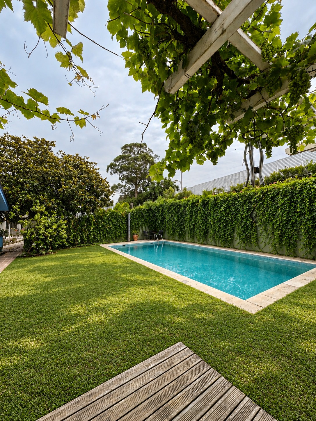 The pool and garden, framed beneath the grapevine pergola.